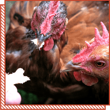 Load image into Gallery viewer, *new* Harmless Food Co's Plant Based 'Chicken'